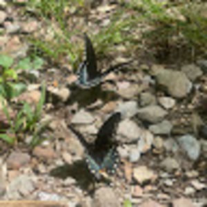 Meet your Posher, Brandi